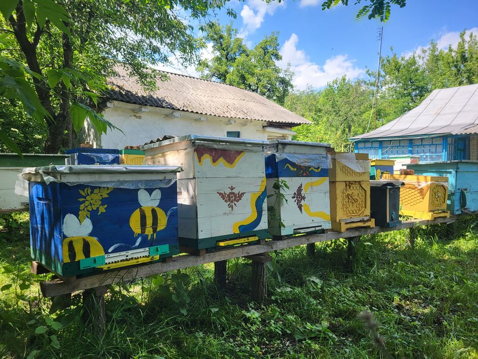 Продам пасіку...