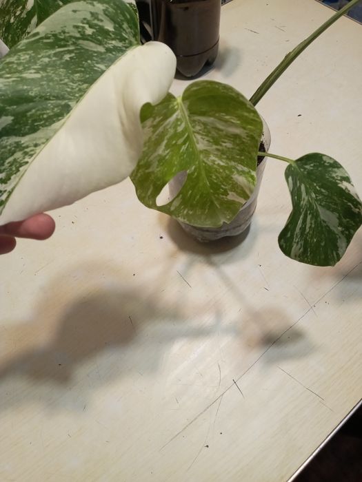 Монстера Альба вар.