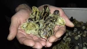 Інкубаційні яйця перепела