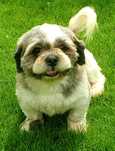 Piesek Shih-Tzu 4-letni z metryką FCI