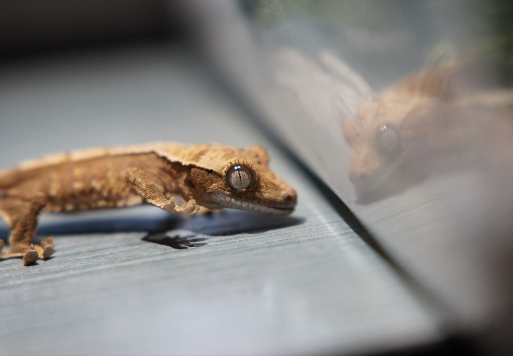 Gekon orzesiony NS /+ terrarium (extrene harlequin, dalmatian, flame)