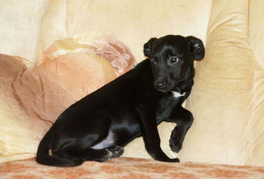 Собачки разных пород