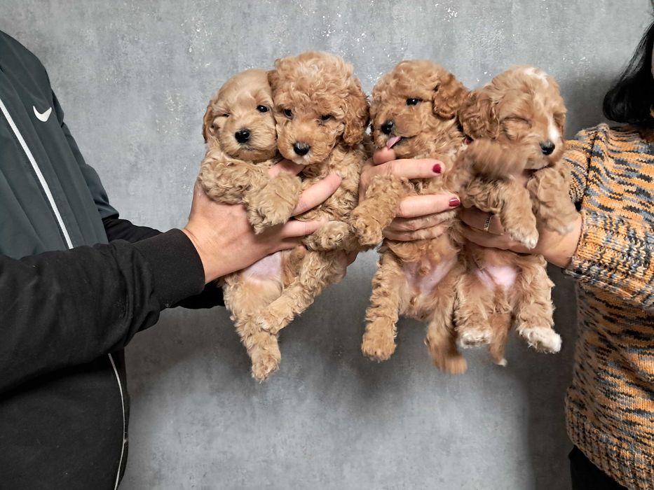 Продам міні мальтипу F1