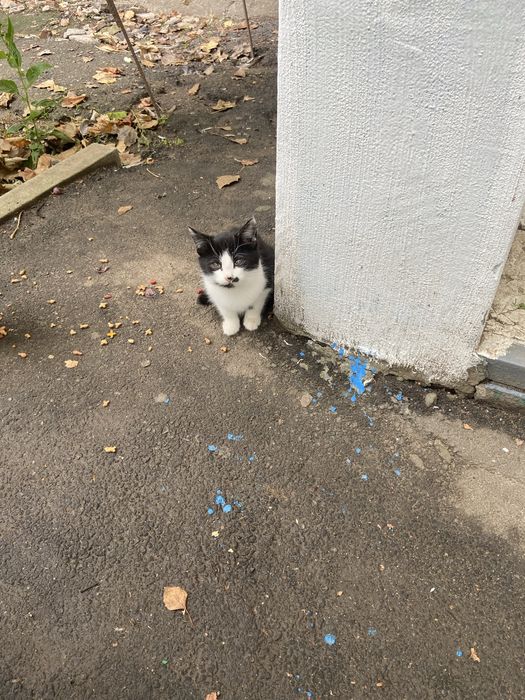 Котенок , девочка , бесплатно