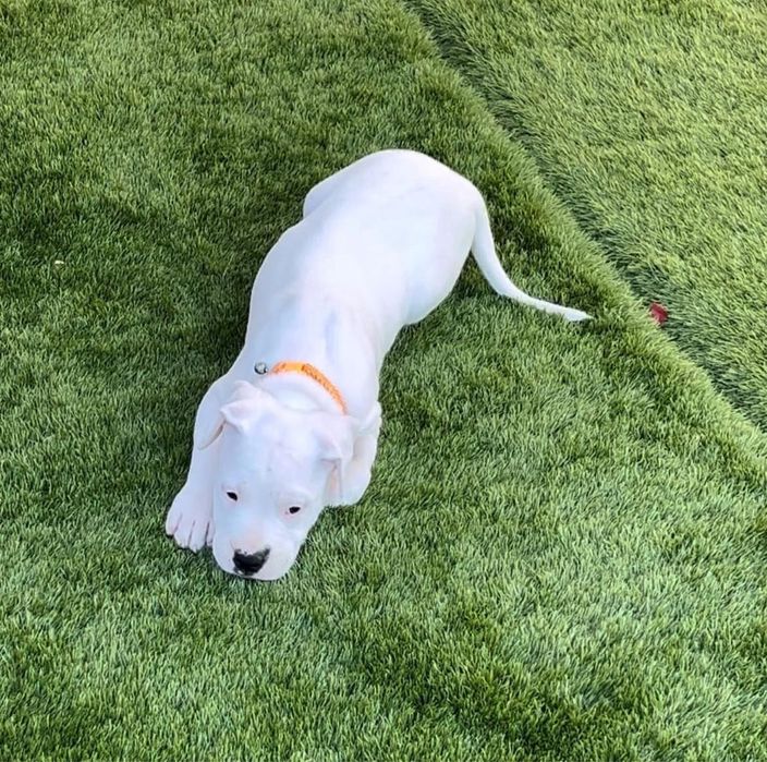 Dogo Argentino disponivel