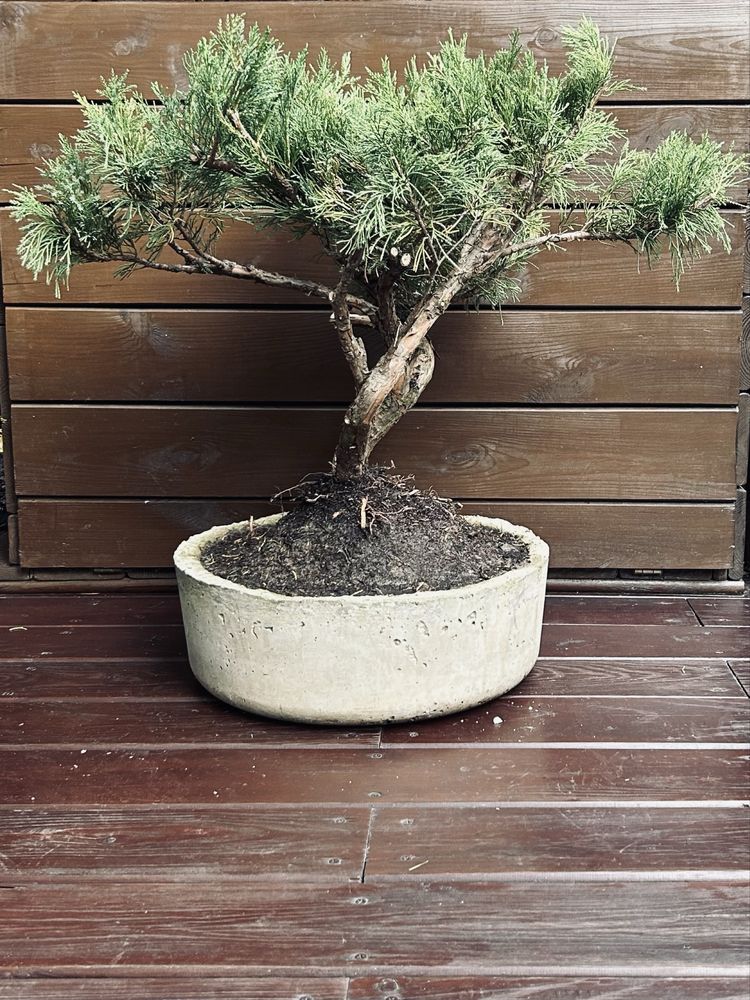 Bonsai z jałowca w ręcznie wykonanej betonowej donicy