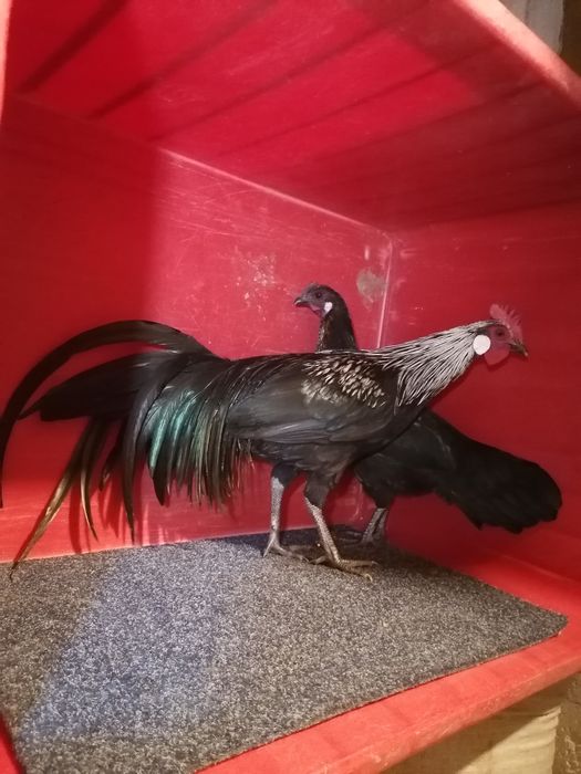 Feniks duży pary  kurki kogutki 2025