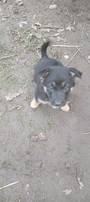 Отдам в хорошие руки