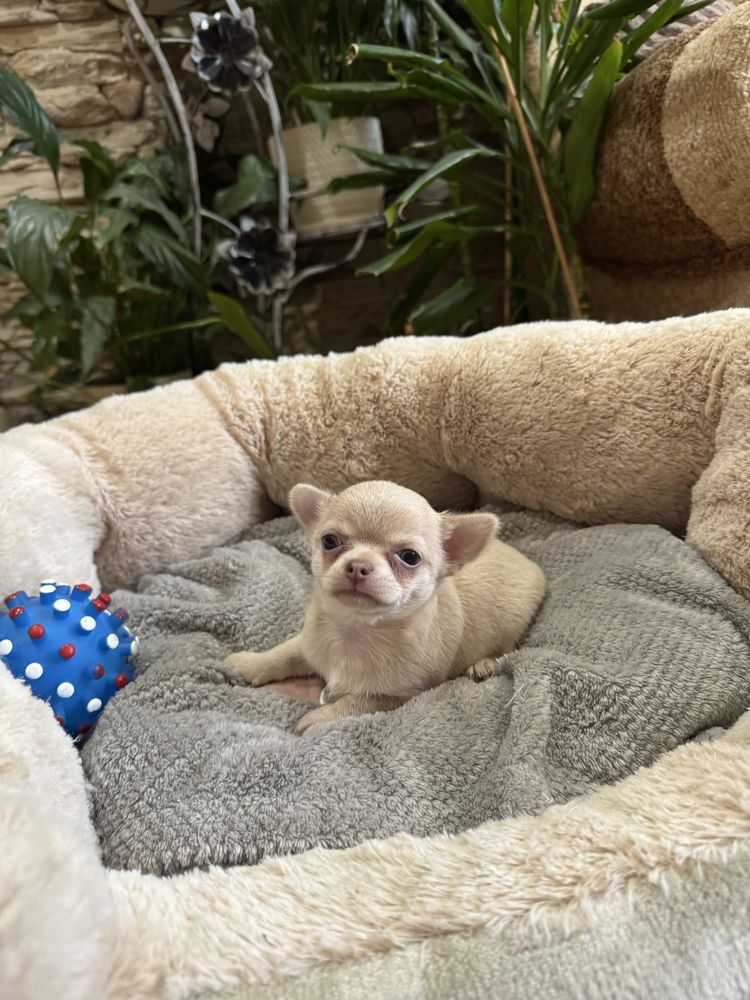 chihuahua krótkowłosy piesek