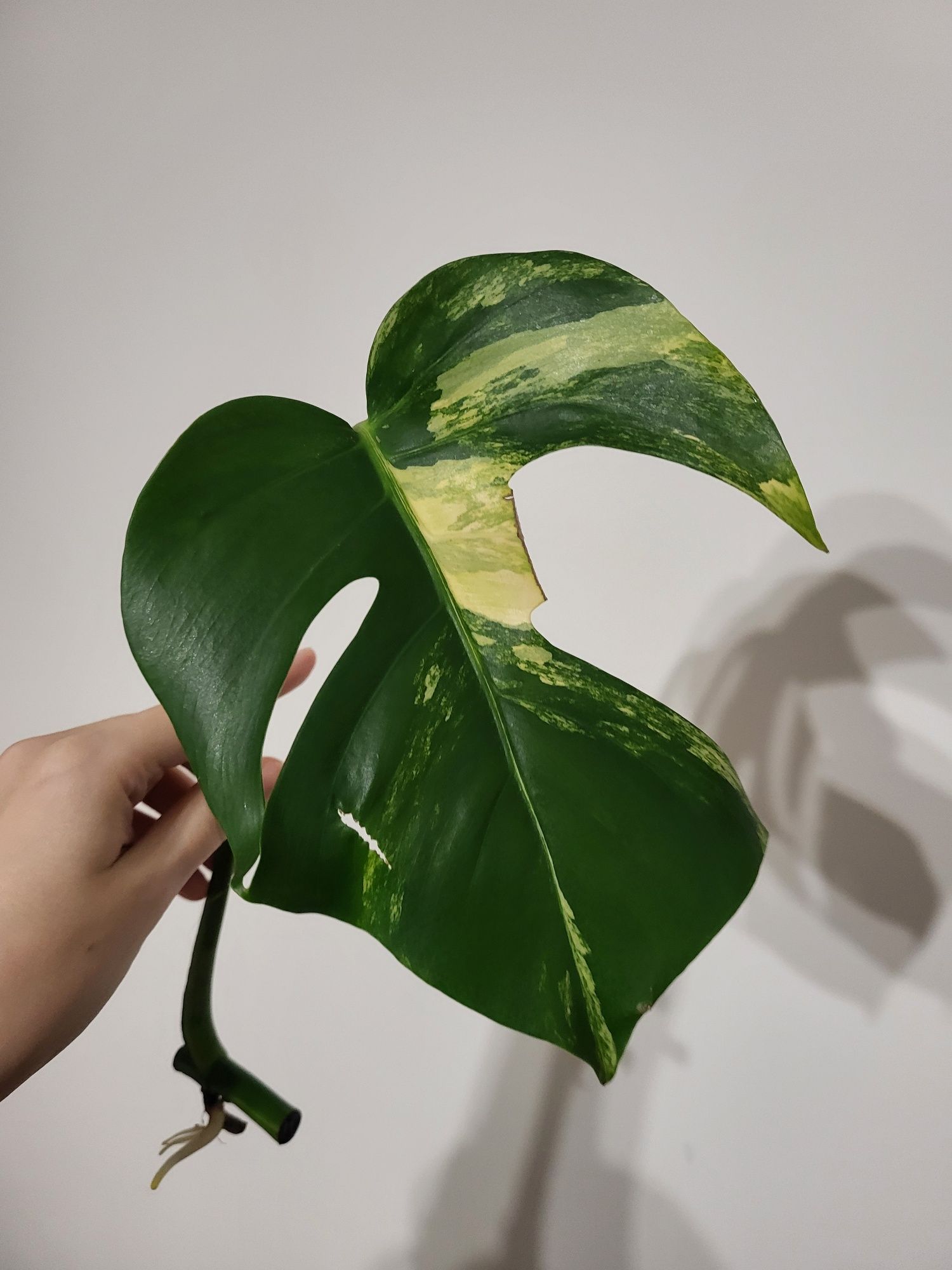 Monstera marmorata