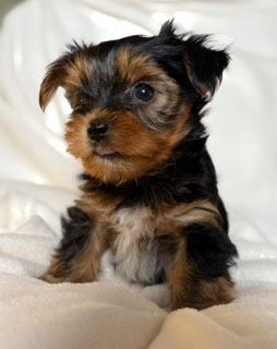Yorkshire terrier