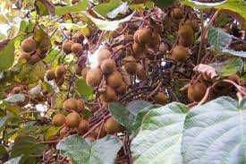 3 Actinidia Minikiwi 3 lata Issai, Kens Red, Weiki-Bayern Kiwi