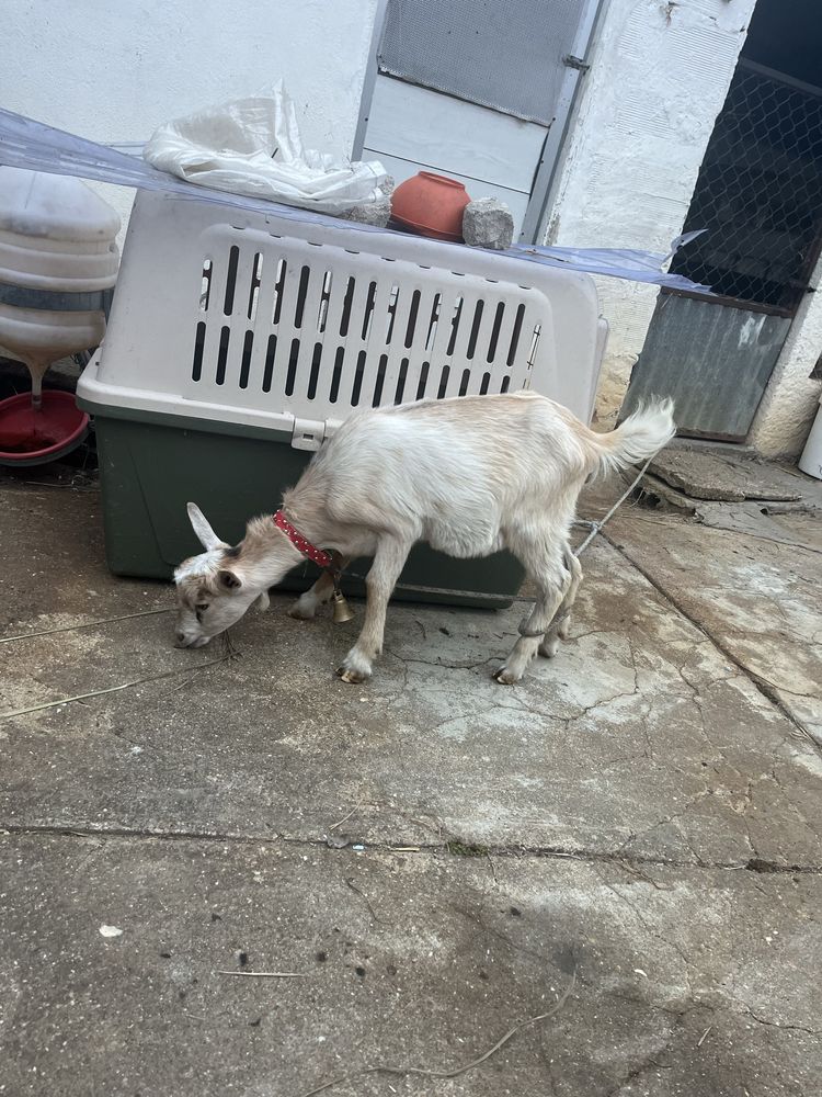 Cabrito mocho com 2 meses