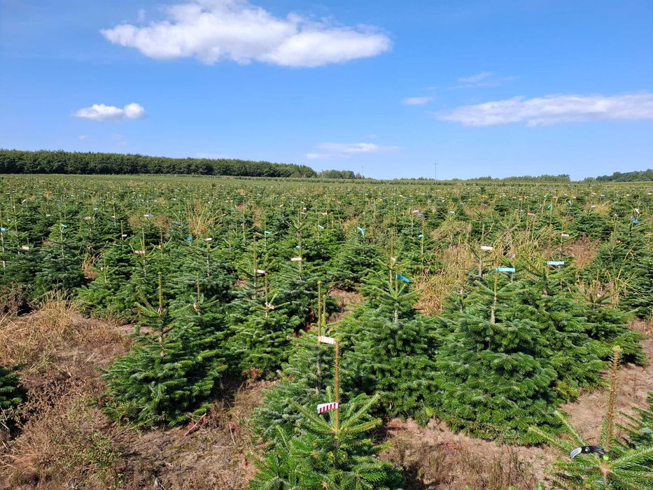 Jodła Kaukaska w donicy PREMIUM 150-175 cm/cięta od Tuchoinki.pl