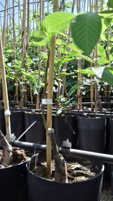 Nogueiras para venda