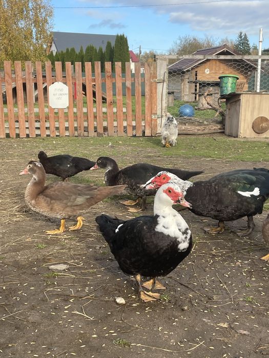 Kaczki pekinki młode