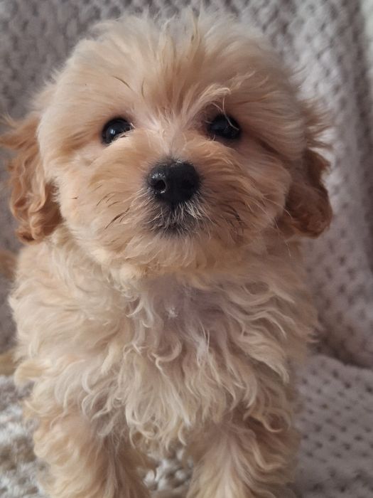 Maltipo-maltanczyk&pudel