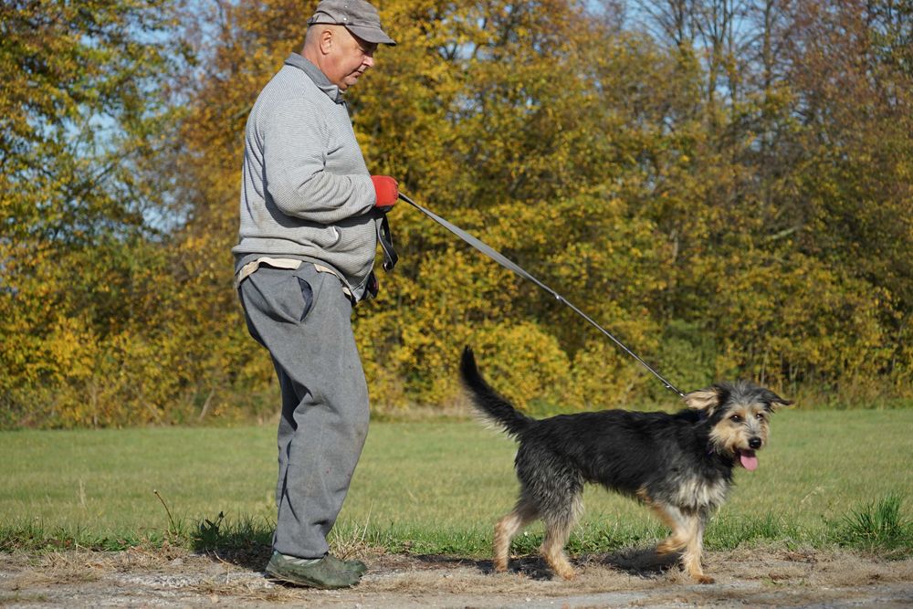 Hektor - przepiękny pies z włosem szuka domu
