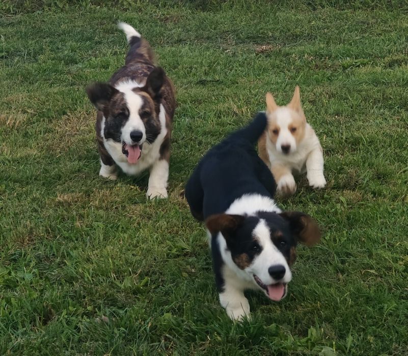 Welsh Corgi Cardigan zapowiedź- ZKwP,26 lat hodowli Rivulus FCI