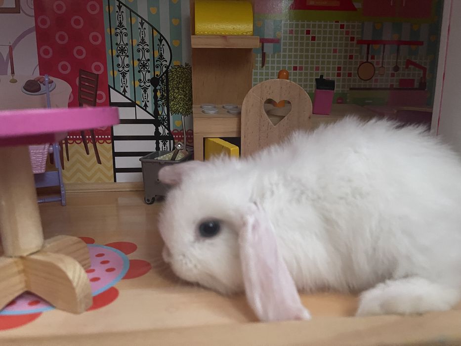 Карликовый, вислоухий мини баранчик ,кролик , домашний питомник