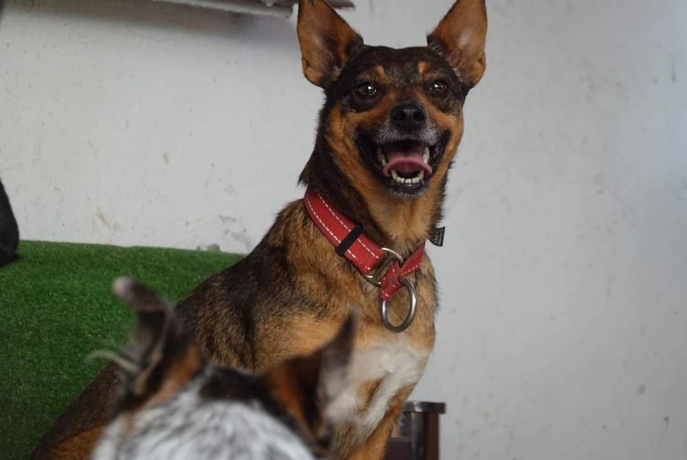 Fiona grzeczna suczka szuka domu stałego!