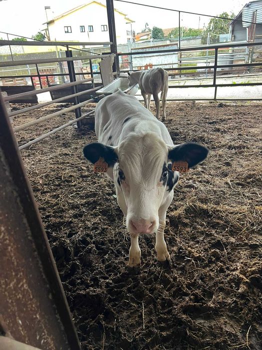 Vitelo BBB com 5 meses, excelente para engorda