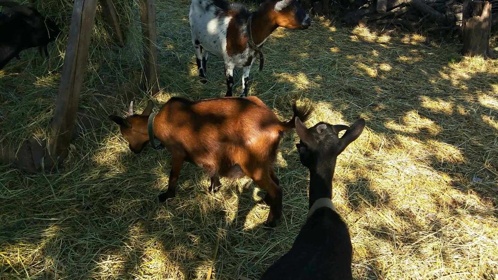 Камерунські козочки