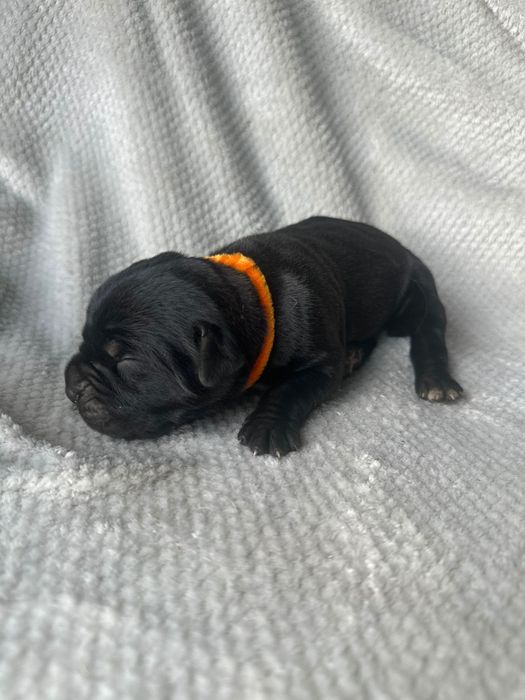 Czarny Cane Corso Italiano szczeniak Rodowód mocni rodzice szczeniacze