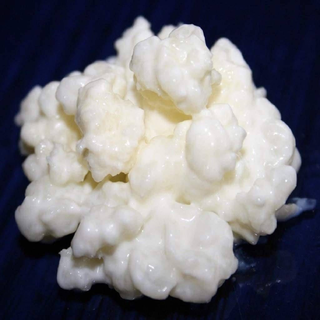 Milk kefir grains leite