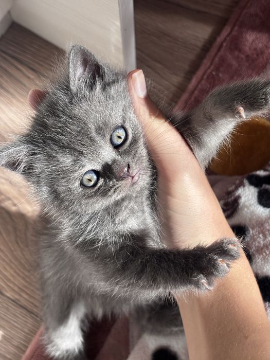 Шотландські прямовухі та вісловухі кошенята