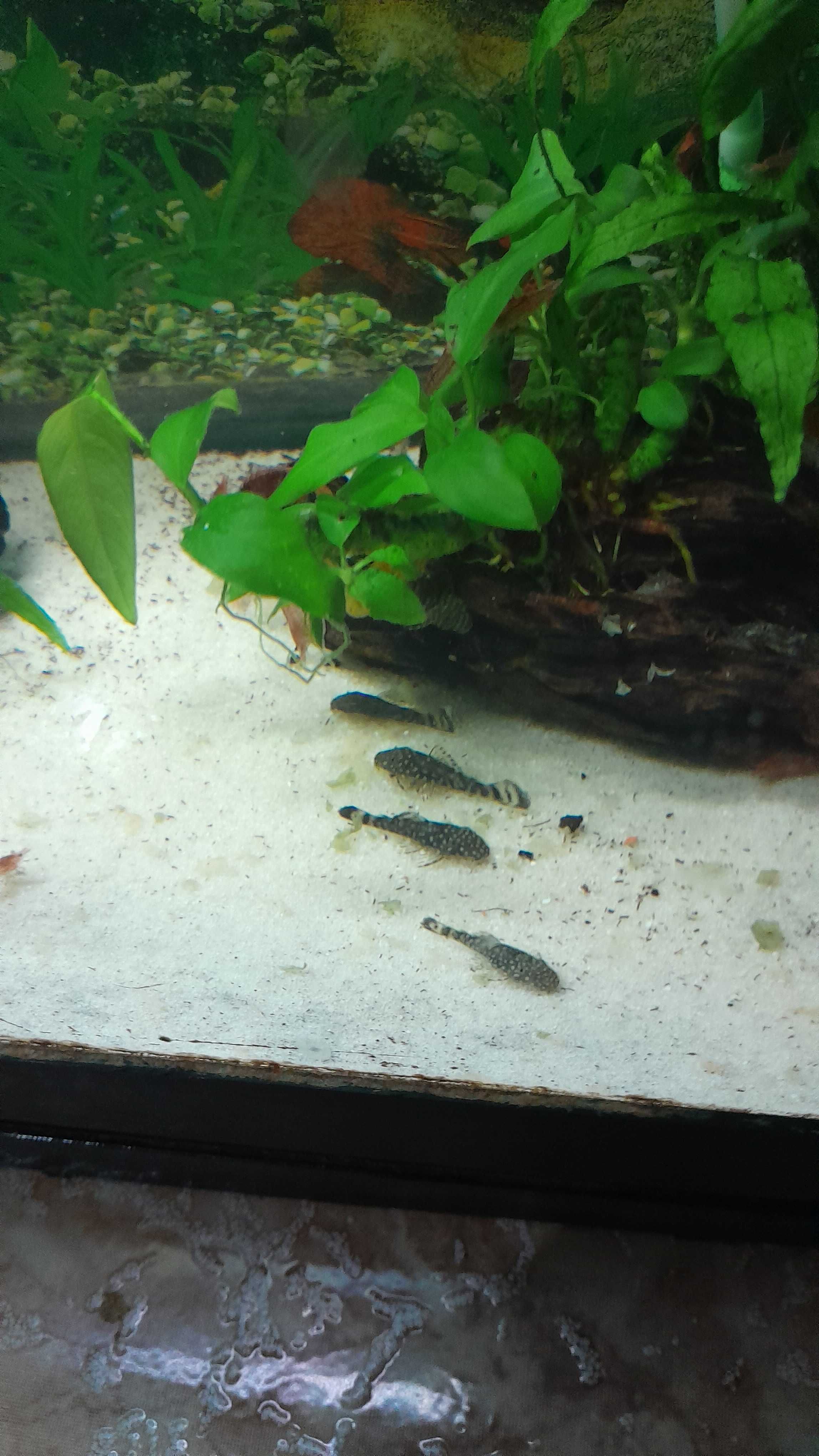 Guppys Endler de cores diferentes