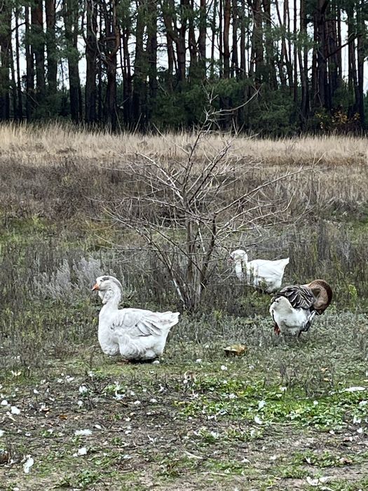 Гуси Холмогори на Розвід