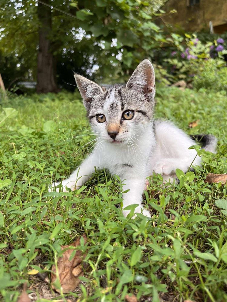 Kotki do adopcji