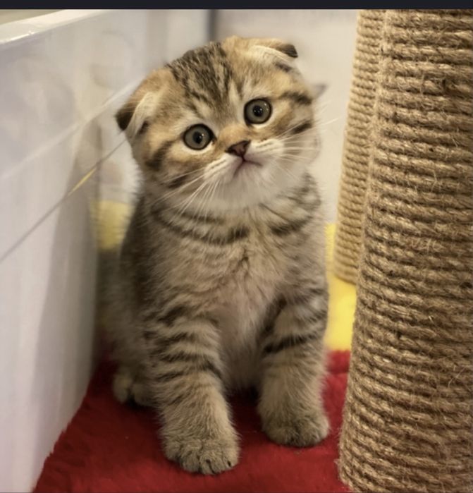 Kotki bretyjskie krótko wlosy