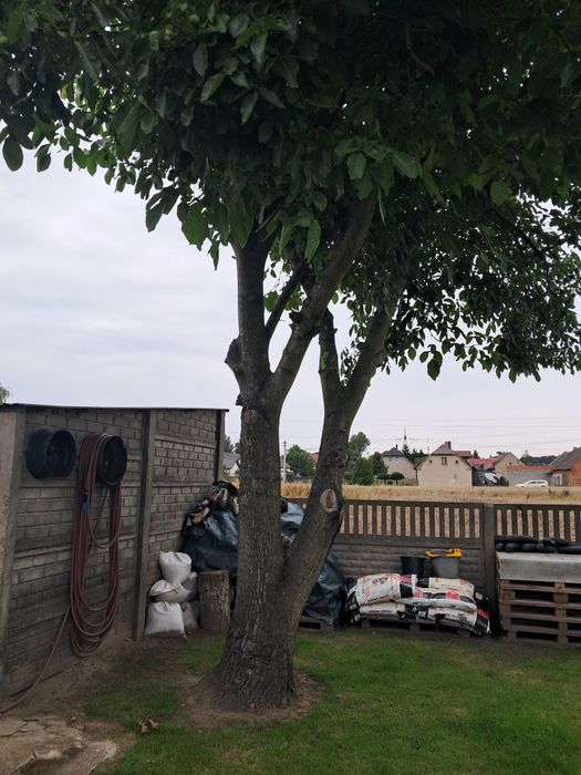 Drzewo orzecha włoskiego