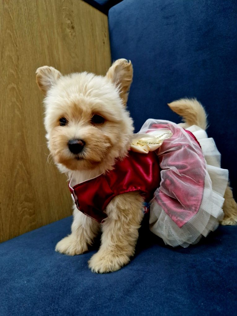 Pudel toy west highland white terrier szczeniaczki  Westiepoo