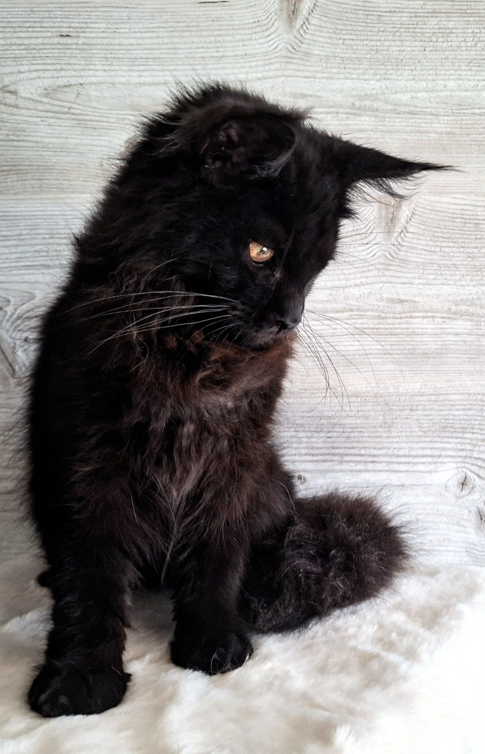 Piękna kotka Maine Coon FPL