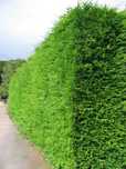 Thuja Brabant 120cm tuja hurt-detal paszport