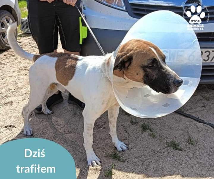 Znaleziono pieska gmina PUCK