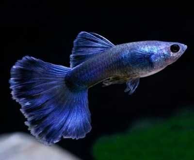 Rybki do akwarium - Gupik Moskiewski Blue Atramentowy