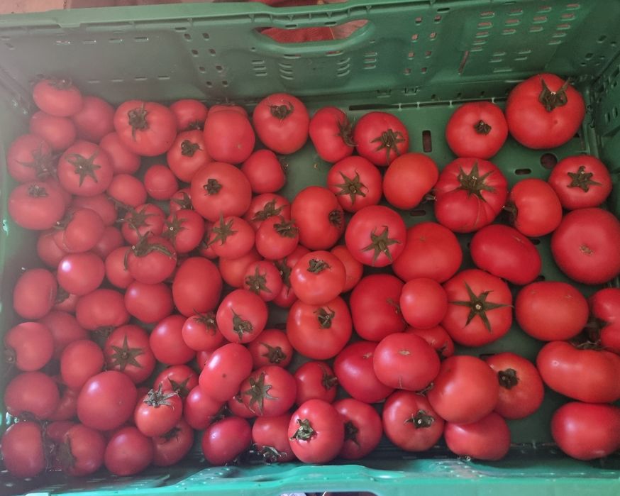 Pomidor malinowy mały