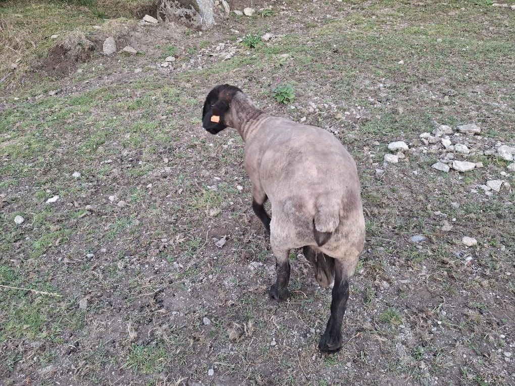 Suffolk Macho (Puro)