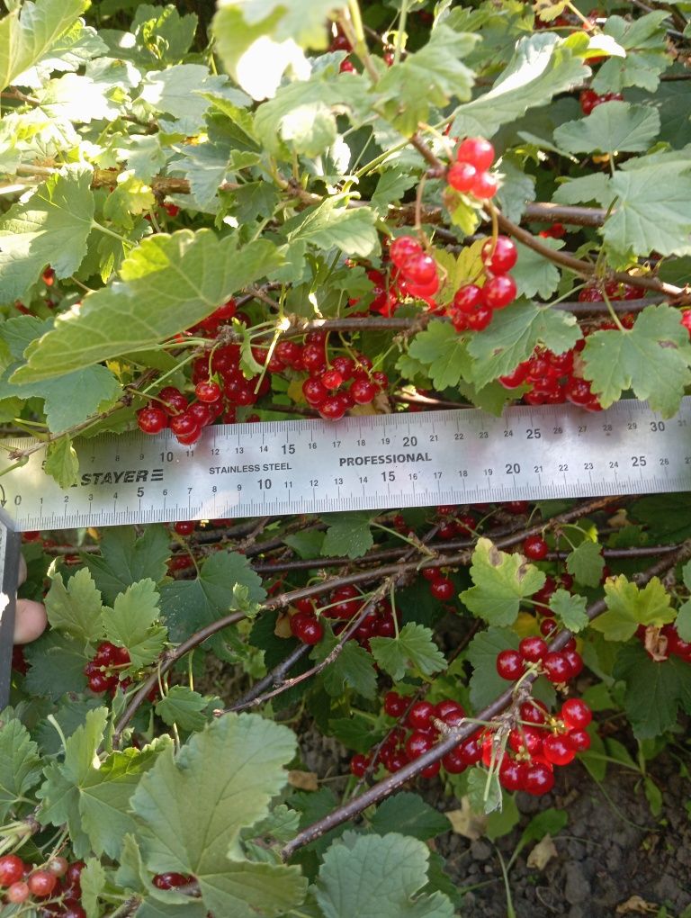 Продам домашні вишні, смородину, порічки.