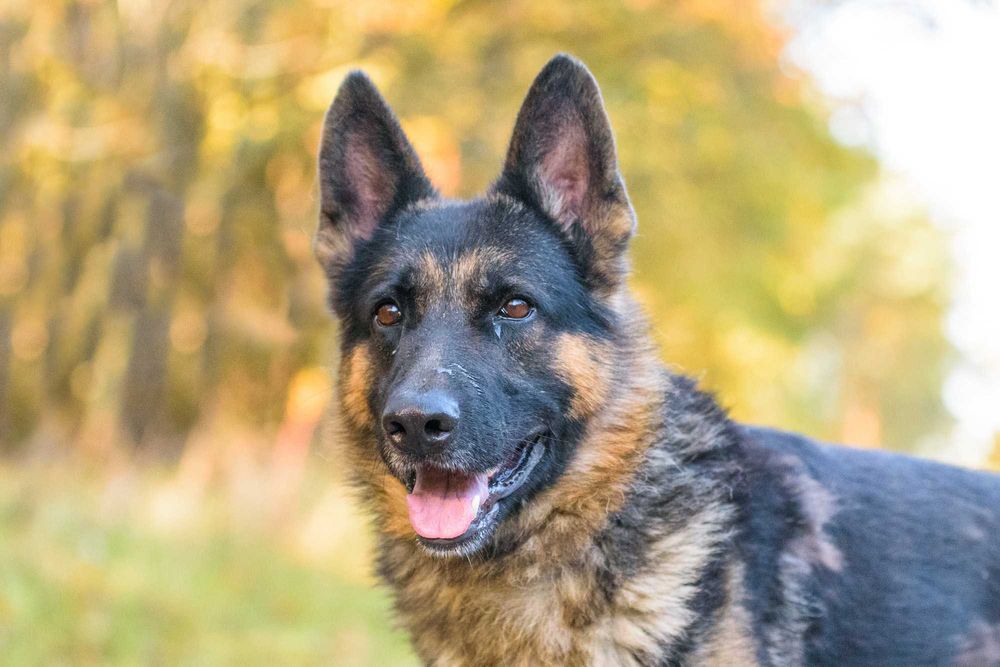 DOKKER - młody w typie owczarek niemiecki