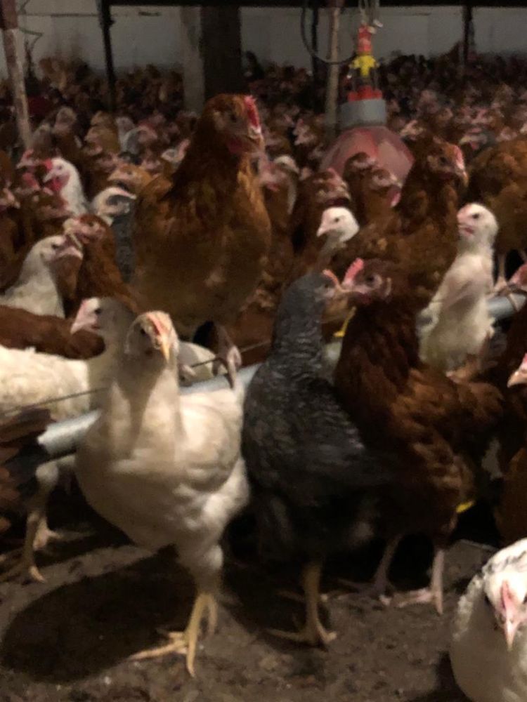 Kurki Nioski Rossa Lohman Leghorn KOLOROWE