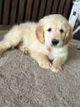 Piekny piesek Golden Retriever