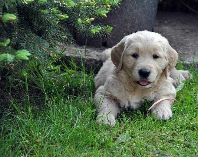 golden retriever