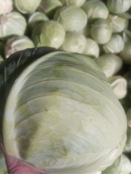 Продам капусту сорту Агресор F1