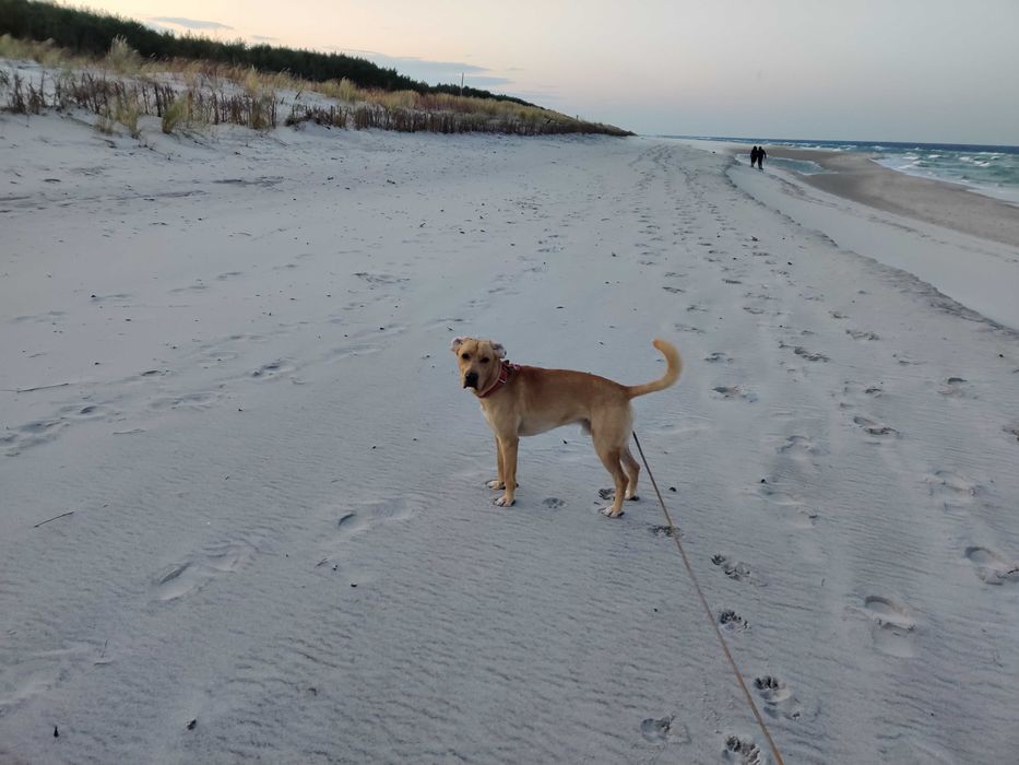 Zadbany, wychowany z jedną rodziną pies szuka doświadczonego domu