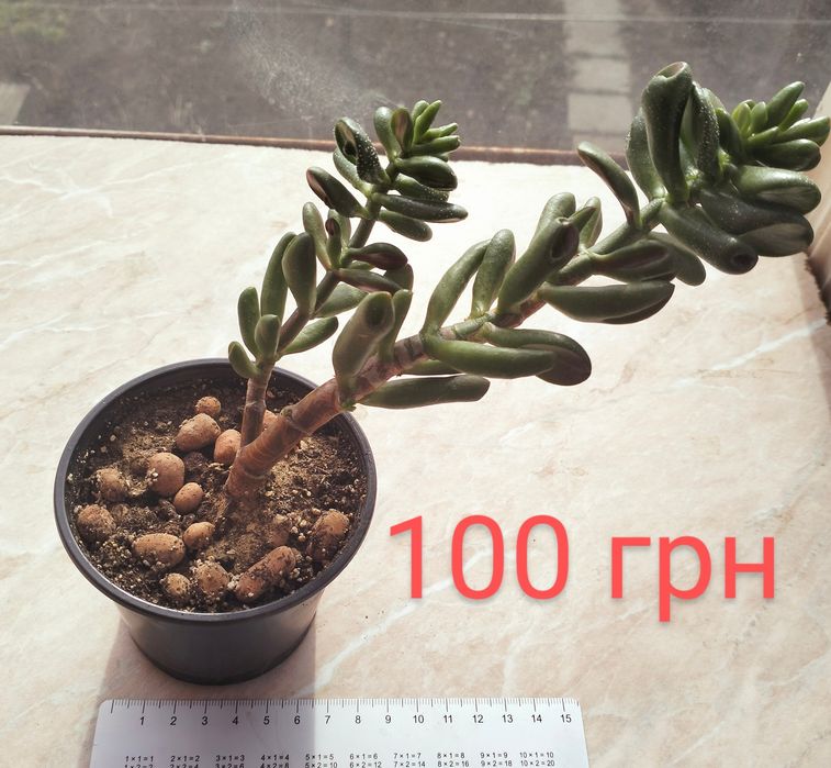 Продам красули (грошові дерева)